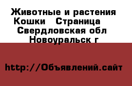 Животные и растения Кошки - Страница 5 . Свердловская обл.,Новоуральск г.